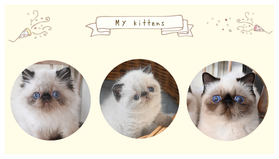 子猫の出産情報