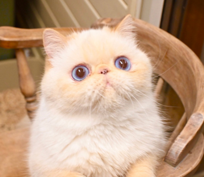 ���������å���ǭ�����