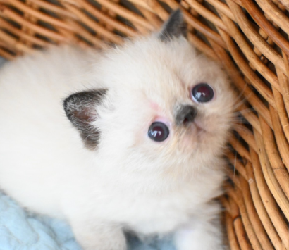 ���������å���ǭ�����