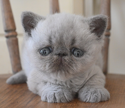 ���������å���ǭ�����