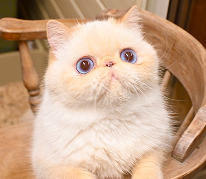 ���������å���ǭ�����