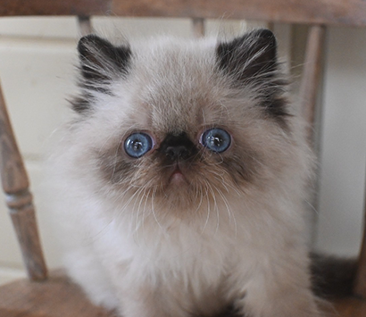 ���������å���ǭ�����