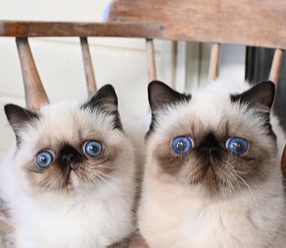 ���������å���ǭ�����