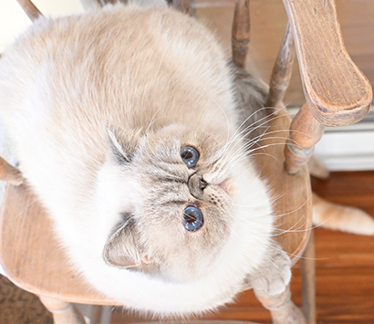 ���������å���ǭ�����