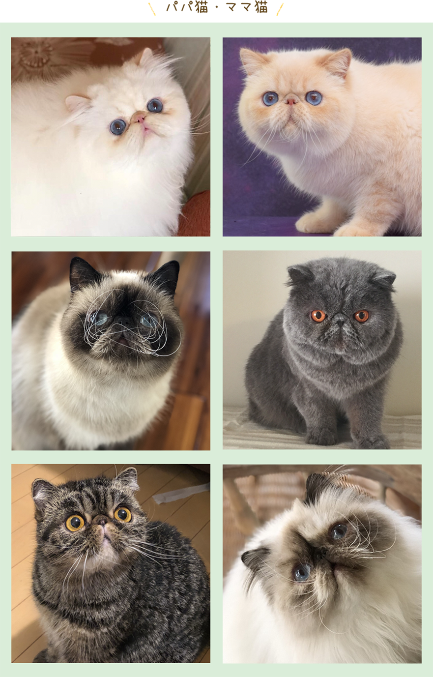 エキゾチック、ペルシャの親猫