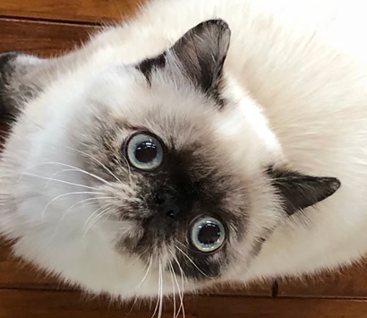 �ҥޥ��󥷡���ݥ���Ȥλ�ǭ�����