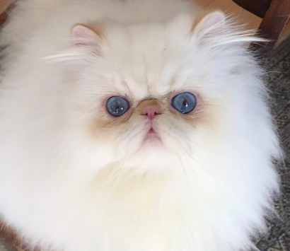 �ҥޥ���Υѥ�ǭ�����