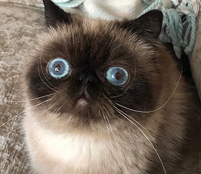 �ҥޥ���λ�ǭ�����