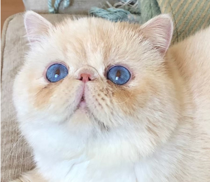 �ҥޥ���Υѥ�ǭ�����