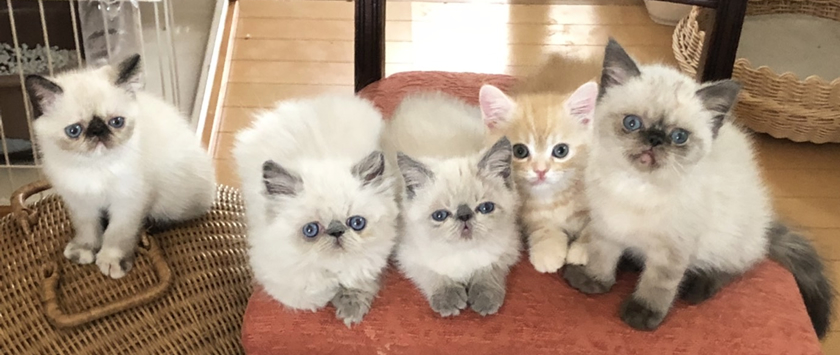 �ҥޥ��󡢥ߥ̥��åȤλ�ǭ�����