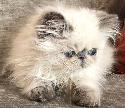 �ҥޥ���Υ֥롼�ݥ���Ȥλ�ǭ�����