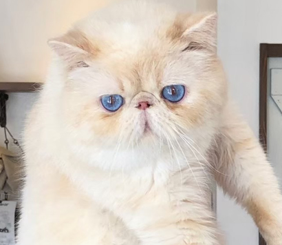 ���������å����硼�ȥإ���ǭ�����