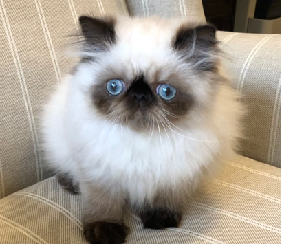 �ҥޥ���λ�ǭ�����