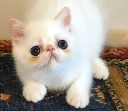 ���������å��λ�ǭ�����