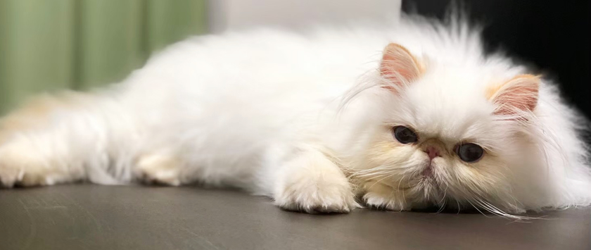 �ҥޥ���Υѥ�ǭ�����