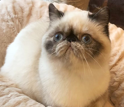 ���������å��λ�ǭ�����