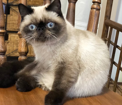 �ҥޥ���λ�ǭ�����