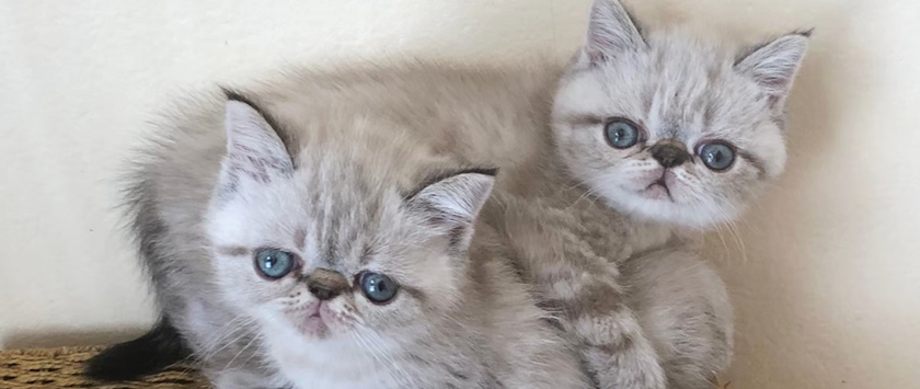 ���������å��λ�ǭ�����