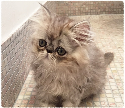 ������饴����ǥ�λ�ǭ�����