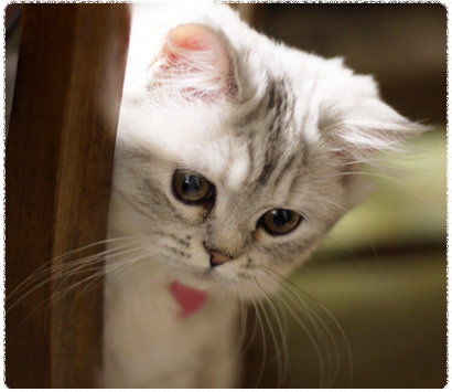 �ߥ̥��åȤλ�ǭ�����