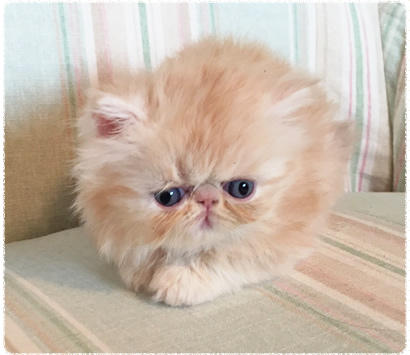 �ҥޥ���λ�ǭ�����