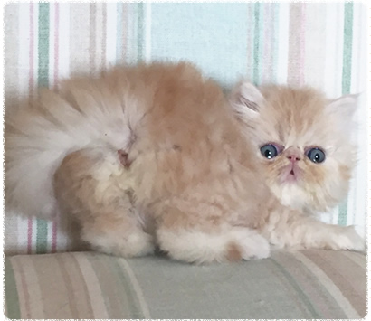 ���������å��λ�ǭ�����