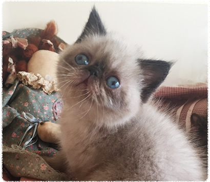 �ҥޥ���λ�ǭ�����