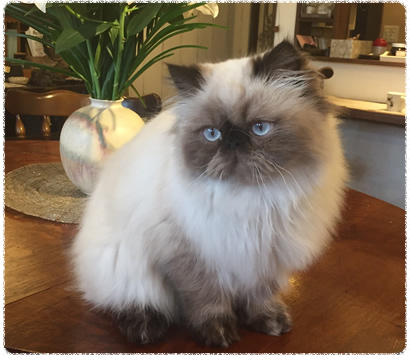 �ҥޥ���λ�ǭ�����