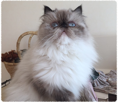 �ҥޥ����ǭ�����