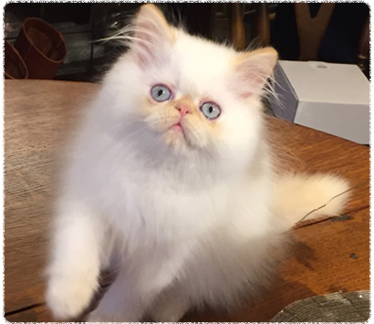 �ҥޥ���λ�ǭ�����