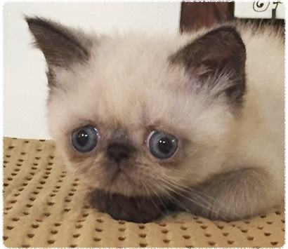 �ҥޥ���λ�ǭ�����