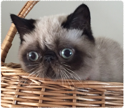 ���������å��λ�ǭ�����