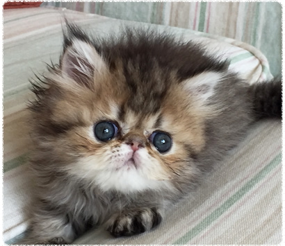 ���������å��λ�ǭ�����